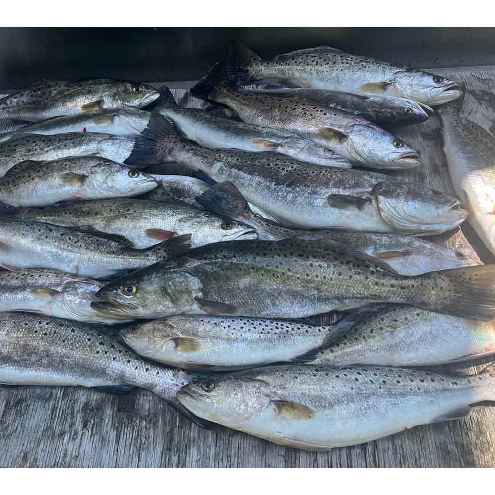 AHQ INSIDER Edisto Island (SC) 2024 Week 26 Fishing Report – Updated June 27