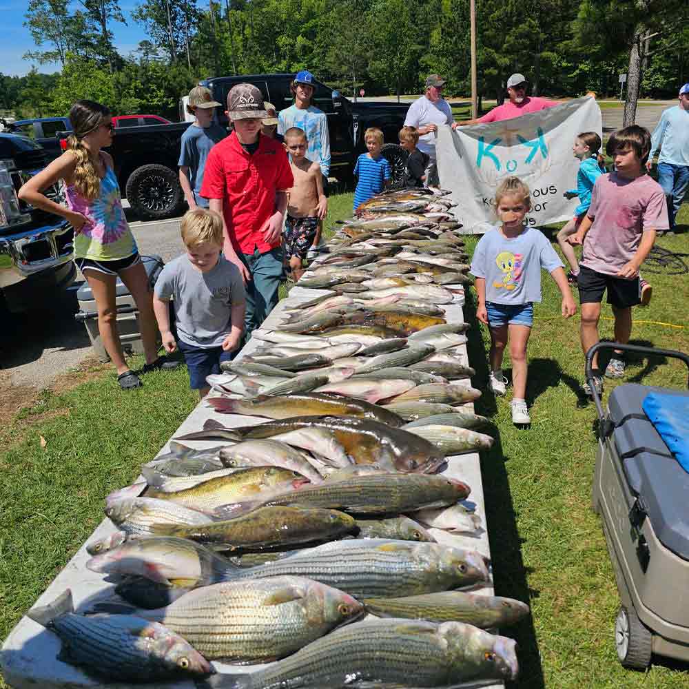 AHQ INSIDER Clarks Hill (GA/SC) 2024 Week 26 Fishing Report – Updated June 26