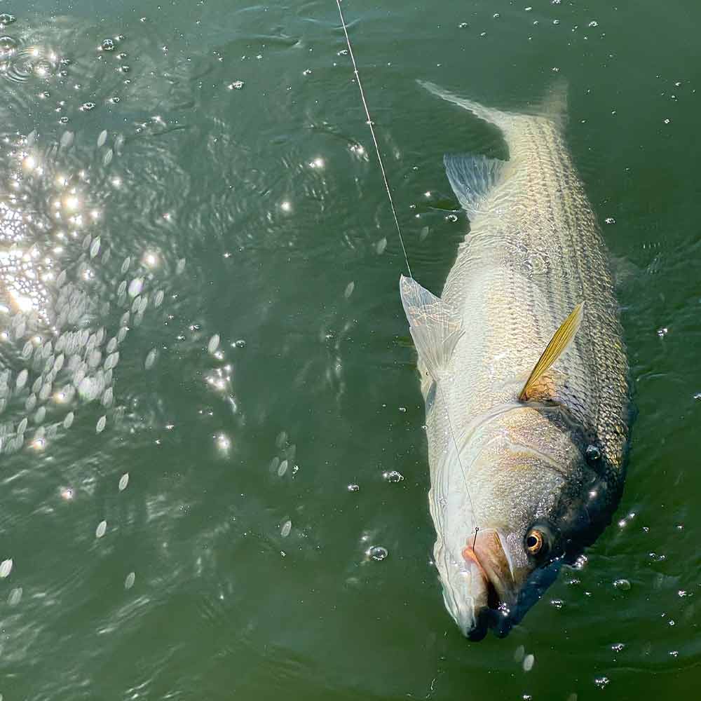 AHQ INSIDER Clarks Hill (GA/SC) 2024 Week 41 Fishing Report – Updated October 10