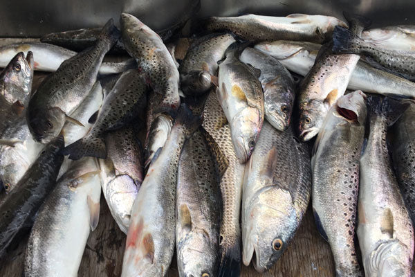 AHQ INSIDER Edisto Island (SC) Fall 2019 Fishing Report – Updated November 1