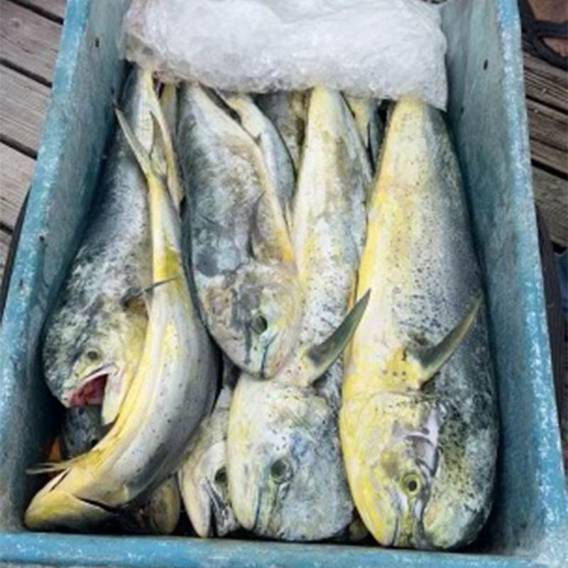 AHQ INSIDER Edisto Island (SC) 2023 Week 19 Fishing Report – Updated May 12