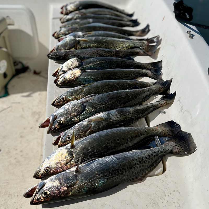 AHQ INSIDER Edisto Island (SC) 2022 Week 45 Fishing Report – Updated November 10