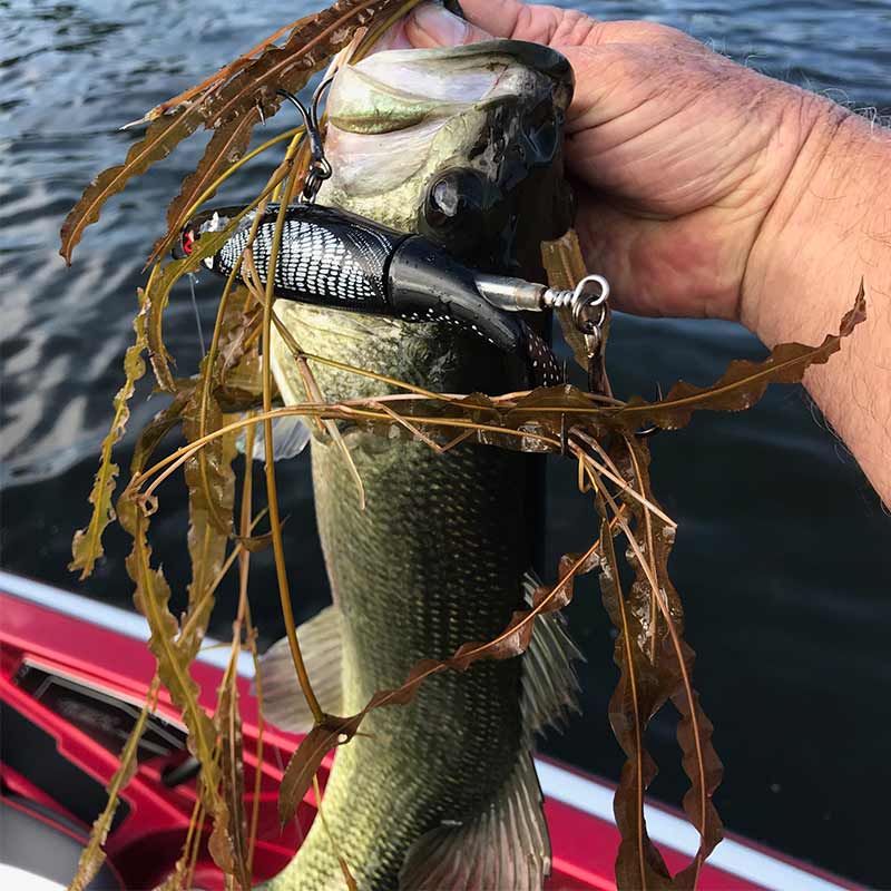 AHQ INSIDER Lake Greenwood (SC) Summer 2020 Fishing Report – Updated August 27