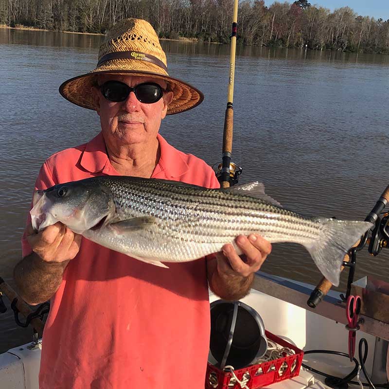 AHQ INSIDER Lake Hartwell (GA/SC) Spring 2020 Fishing Report – Updated March 31