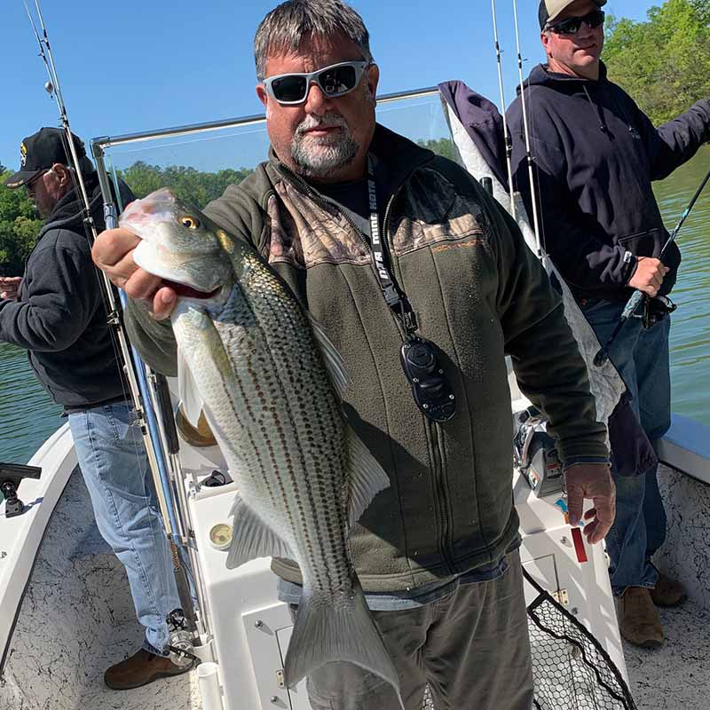 AHQ INSIDER Lake Hartwell (GA/SC) Spring 2020 Fishing Report – Updated April 29