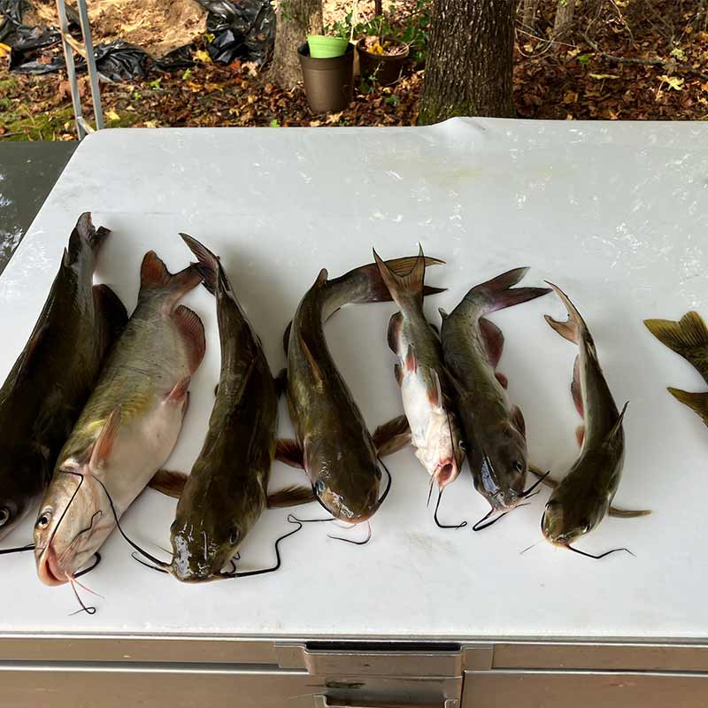 AHQ INSIDER Lake Hartwell (GA/SC) 2024 Week 36 Fishing Report – Updated September 4