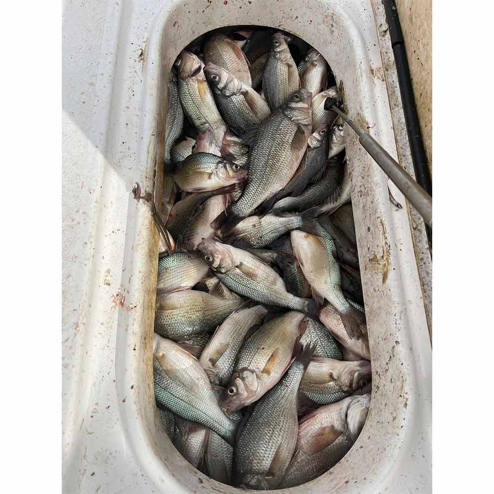 A haul of white perch with Captain Brad Taylor