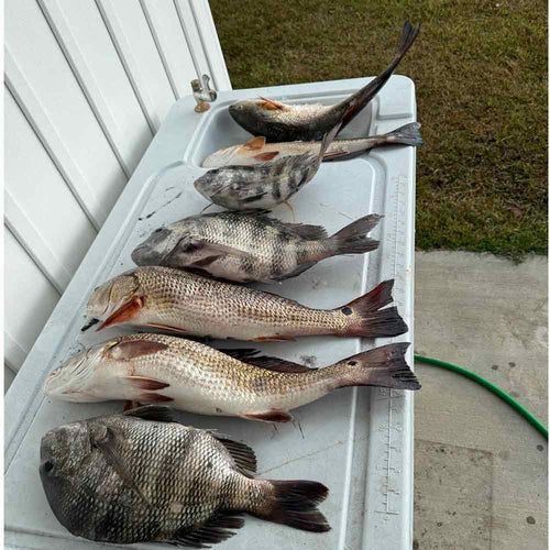 AHQ INSIDER Murrells Inlet/ South Grand Strand (SC) 2024 Week 49 Fishing Report – Updated December 3