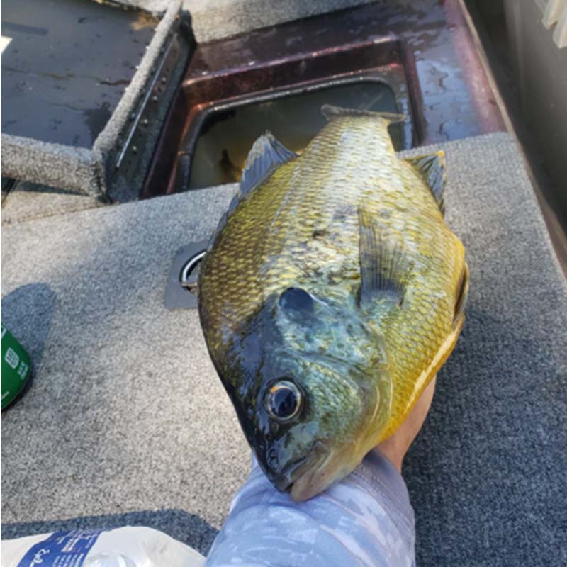 AHQ INSIDER Santee Cooper (SC) Spring 2020 Fishing Report – Updated April 15