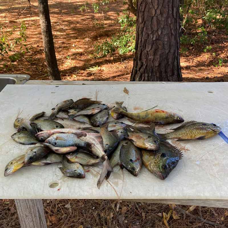 Santee Cooper (Lake Marion & Lake Moultrie) Fishing Report - Angler's  Headquarters