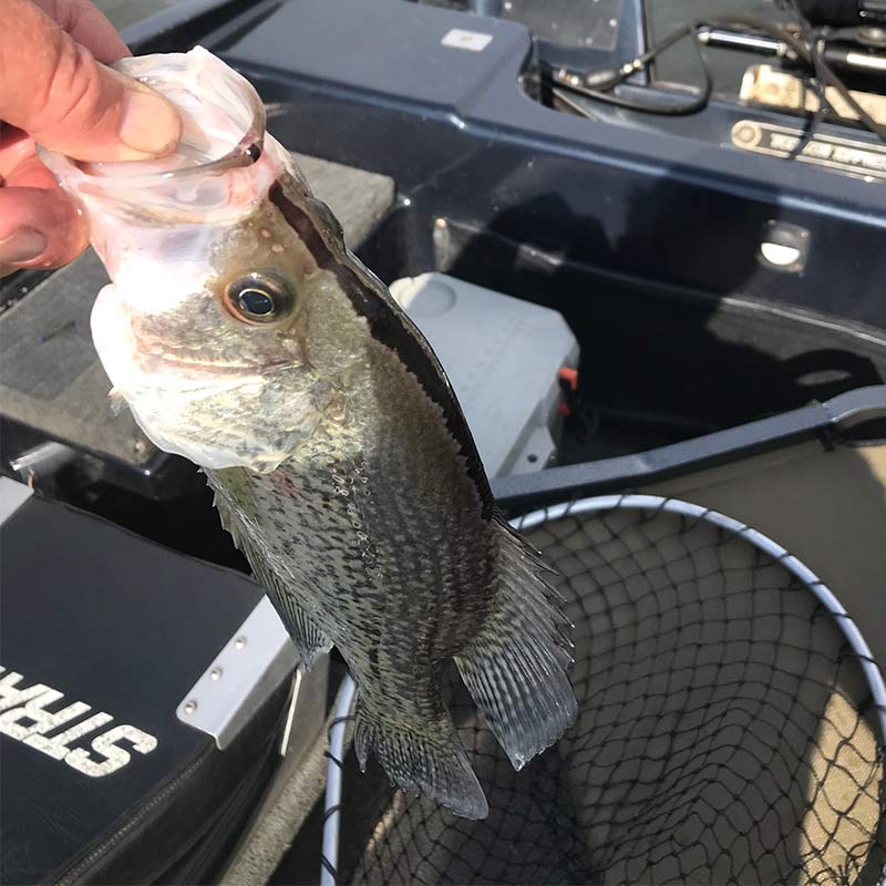 AHQ INSIDER Lake Wateree (SC) Summer Fishing Report – Updated June 15